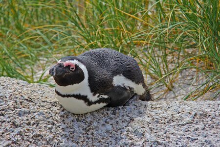 Beautiful beach boulders beach