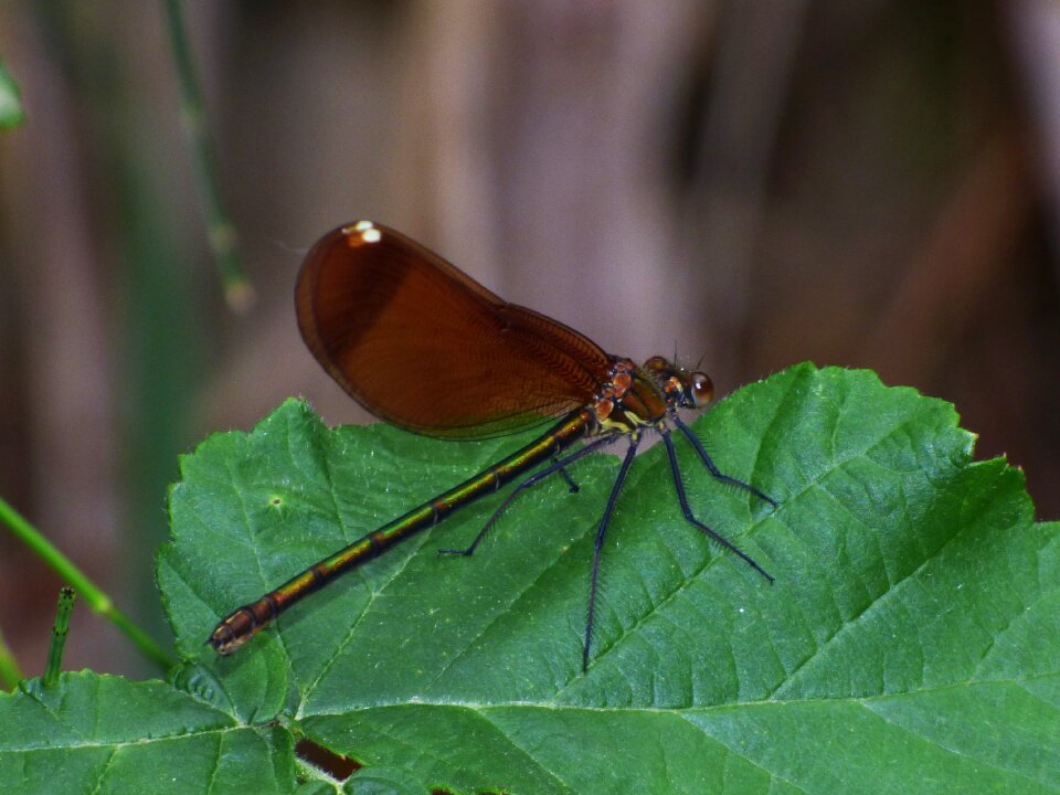 Shimmering flying insect leaf
