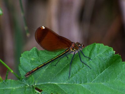 Shimmering flying insect leaf photo