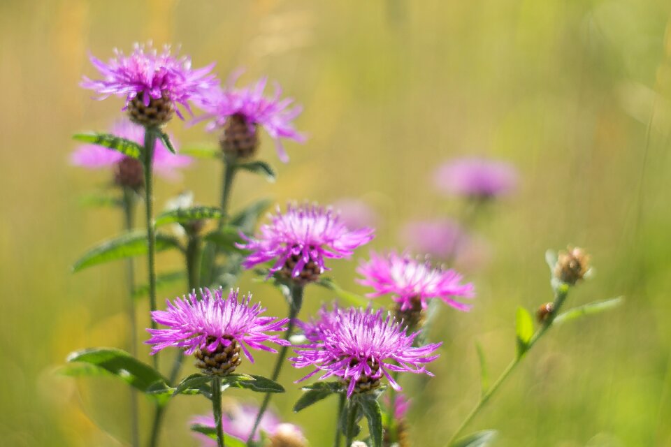 A flower of the field violet summer