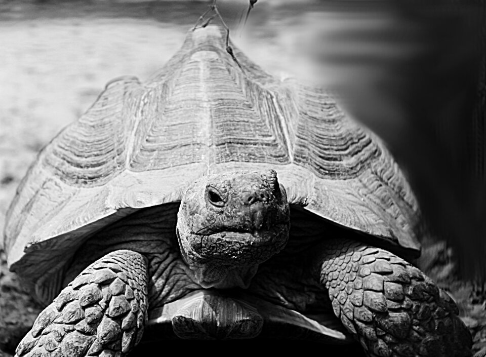 Black and white zoo greek tortoise