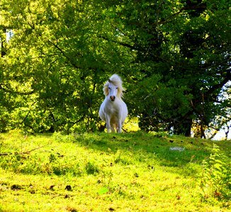 Animal pony dwarf horse