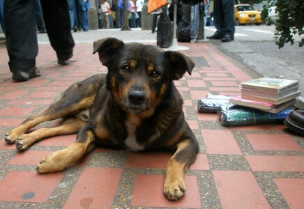 Stray dog sad dog homeless photo