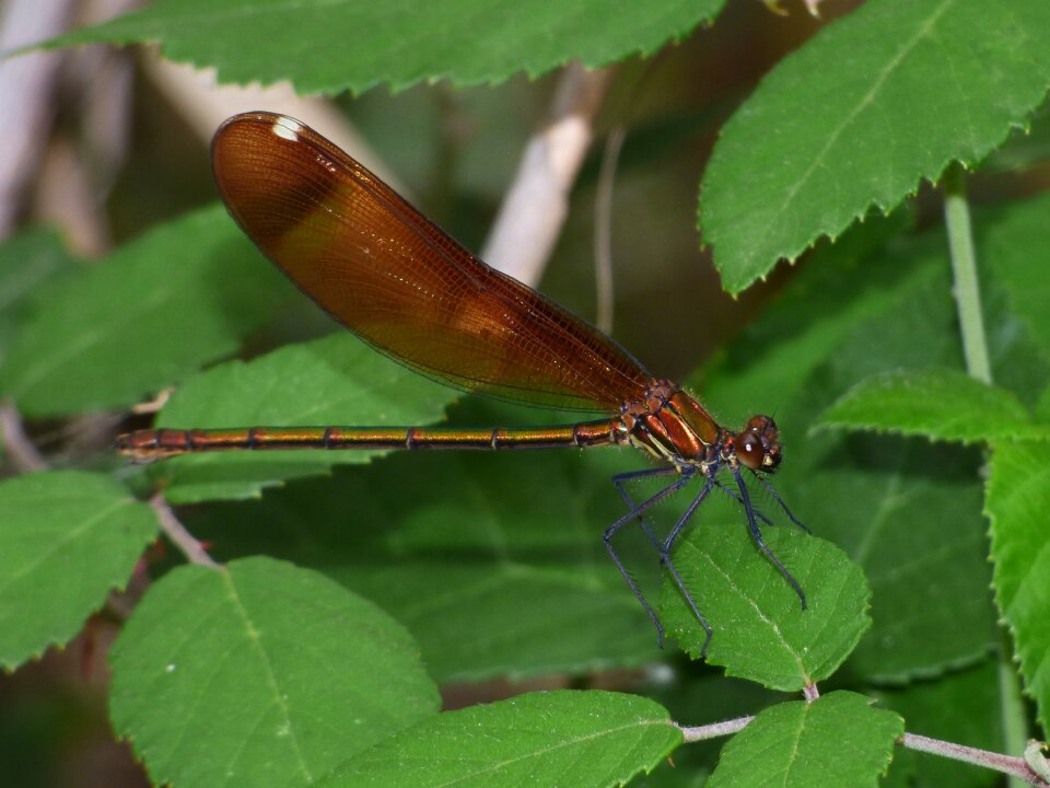Shimmering flying insect leaf