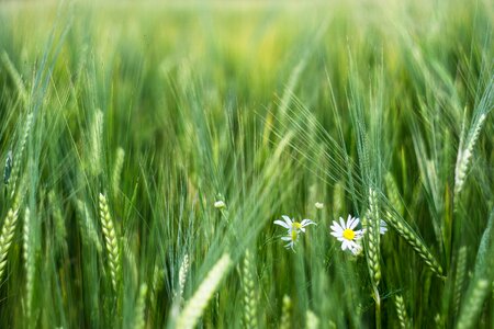 Ears the cultivation of agriculture photo