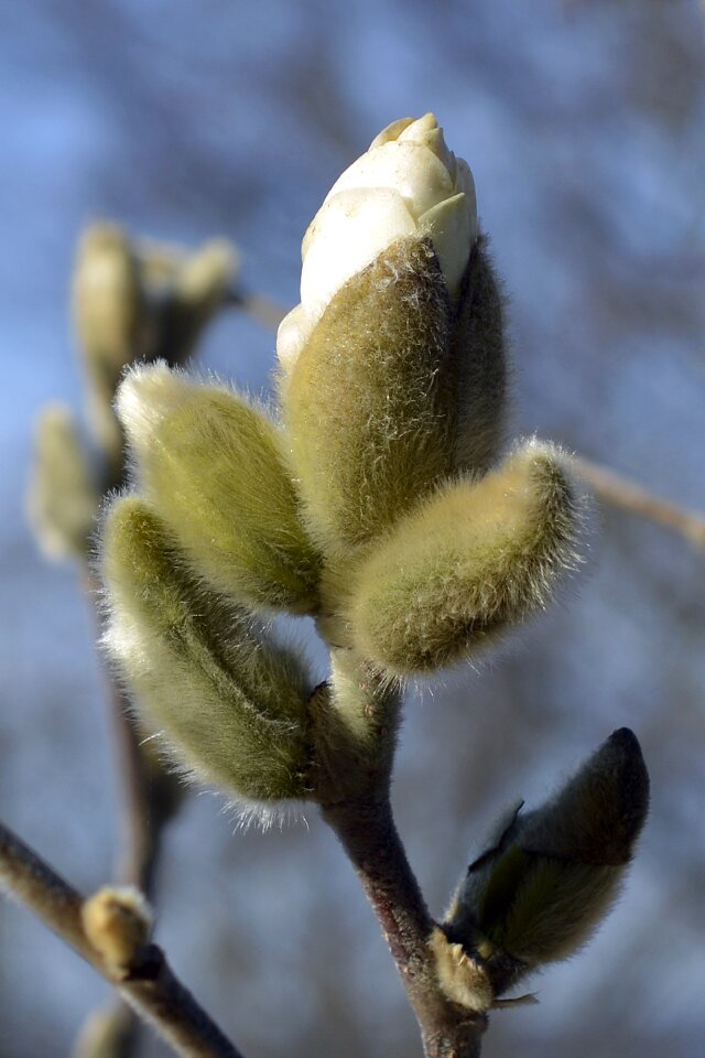 White blossom bloom photo