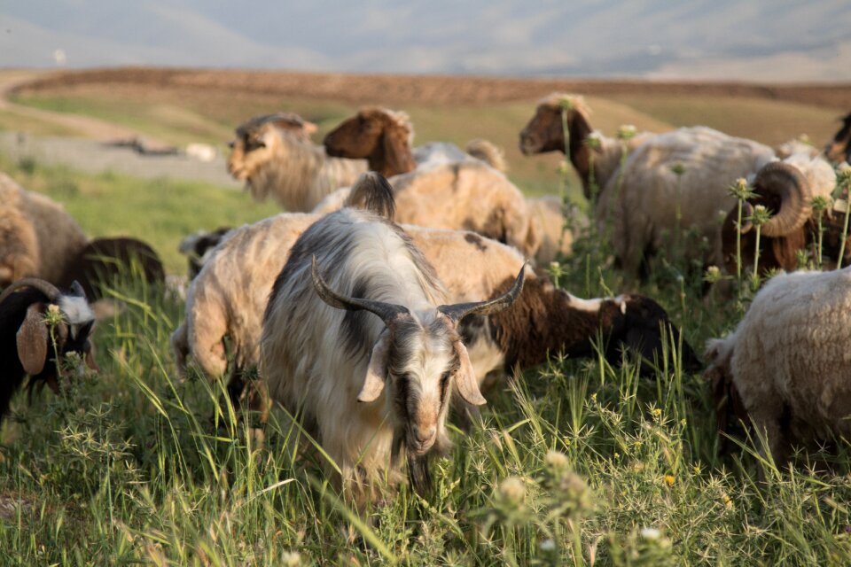 Animal nature lamb