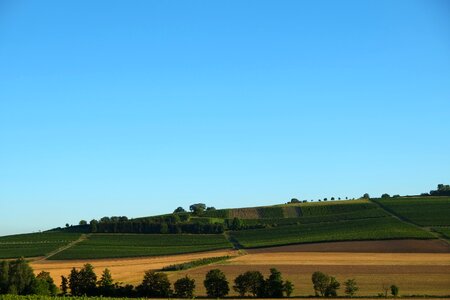 Nature vines wolfsheim