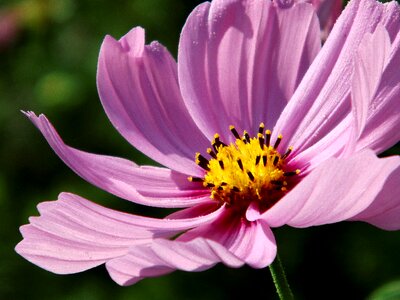 Pink cosmos light purple photo