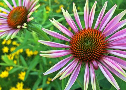 Plant summer floral