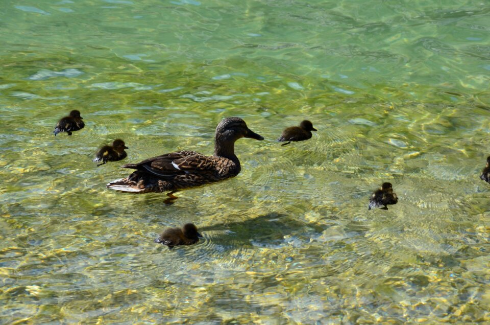 Water poultry duck mother