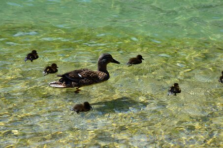 Water poultry duck mother photo