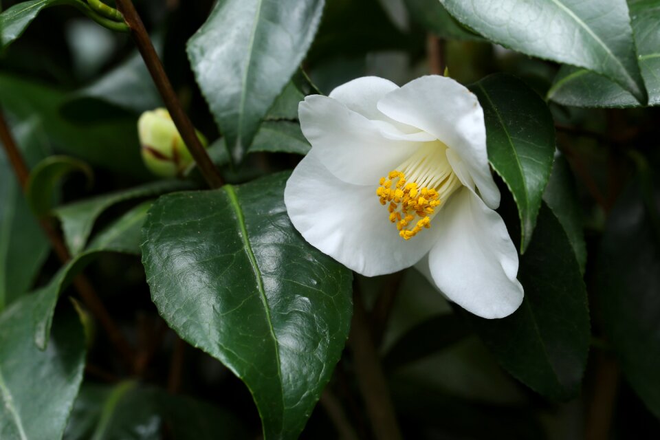 Flowers camellia rajec jestrebi