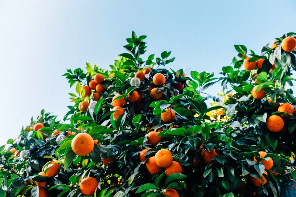 Orange citrus fruit