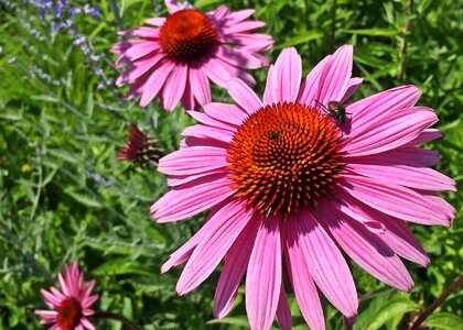 Plant summer floral