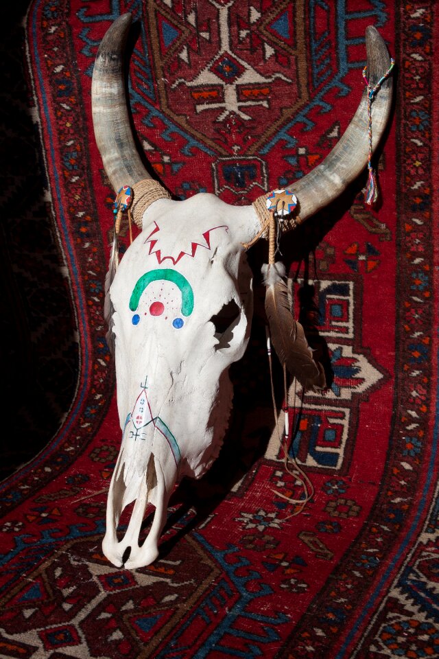 Horn bone cattle skull