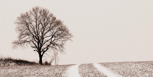 Field kahl landscape