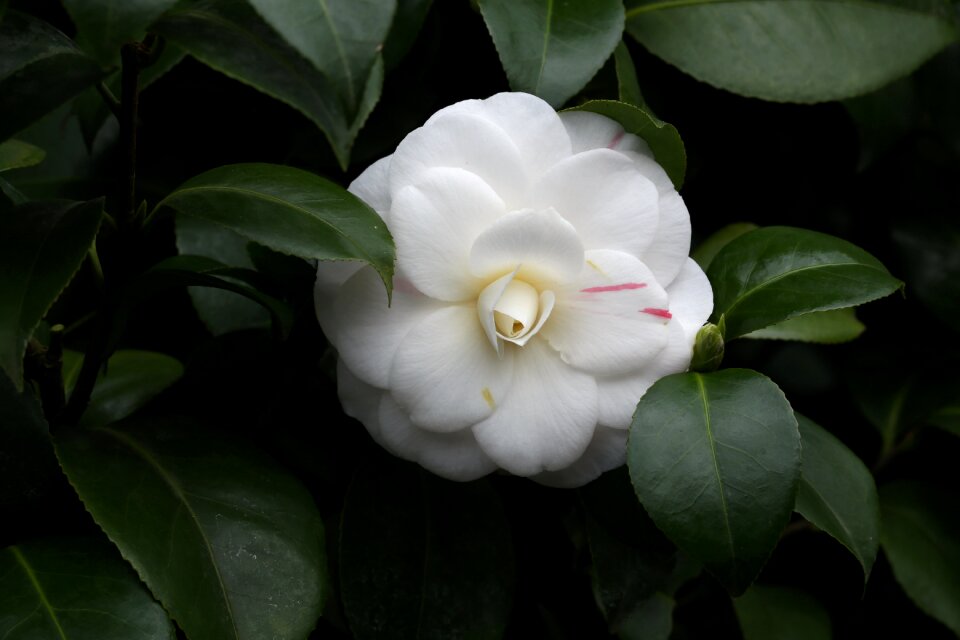 Camellia rajec jestrebi white