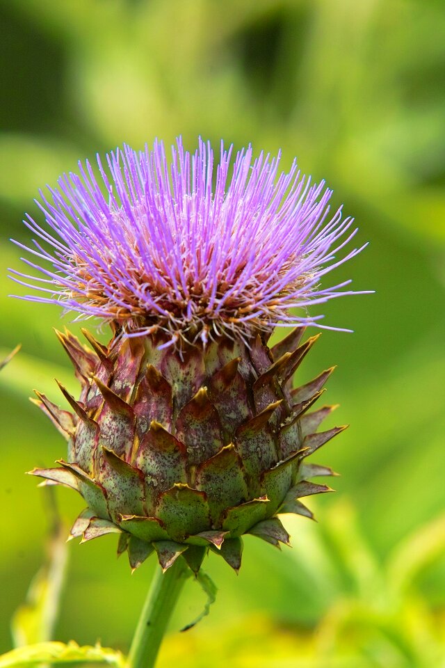 Garden botany plants flowering