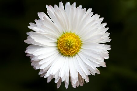 Flora flower hd wallpaper