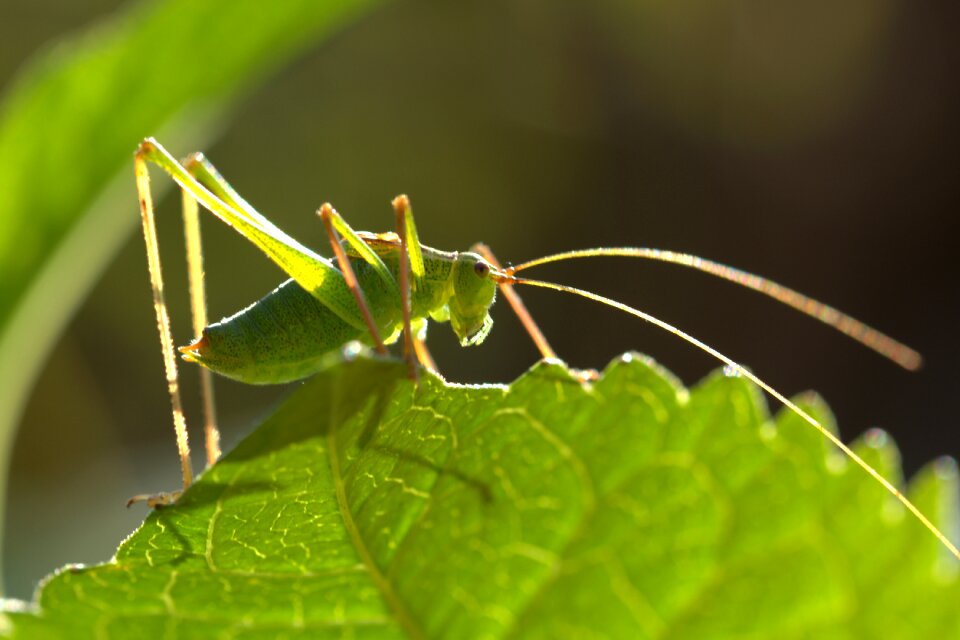 Nature grille animal photo