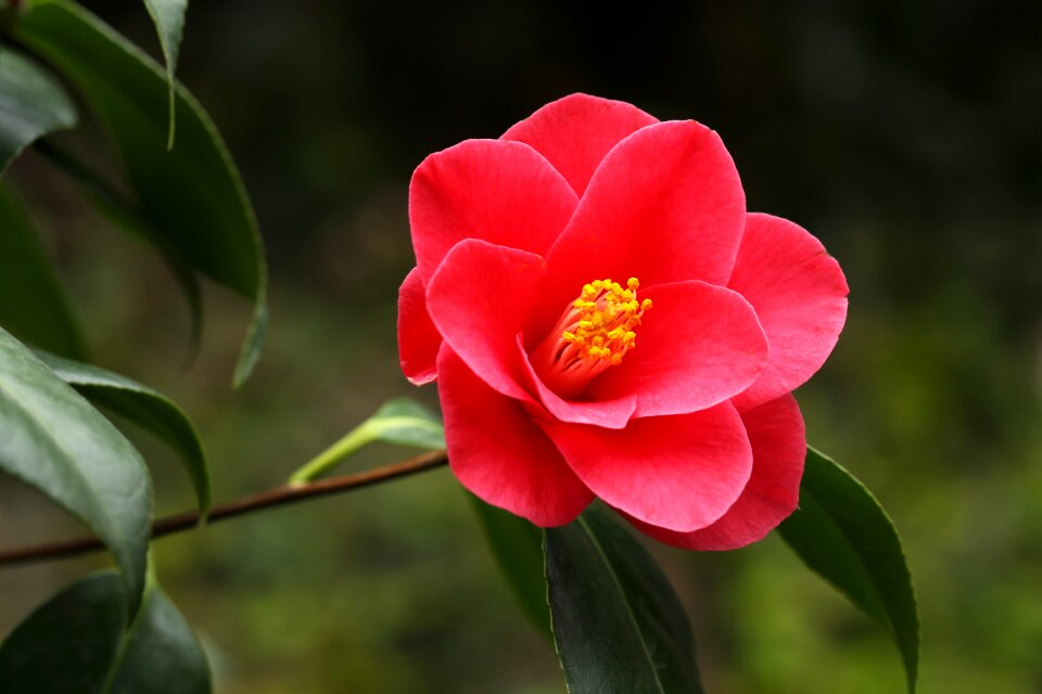 Camellia rajec jestrebi red