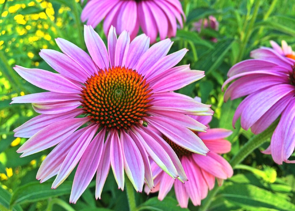 Plant summer floral