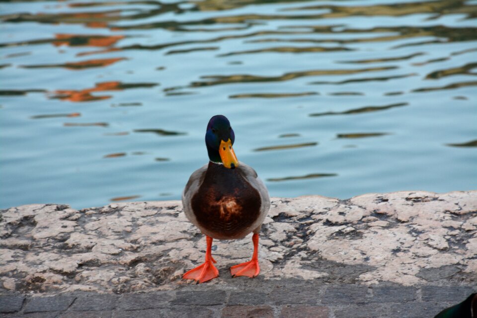 Birds lake germano