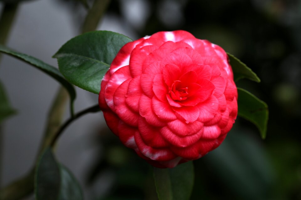 Camellia rajec jestrebi red