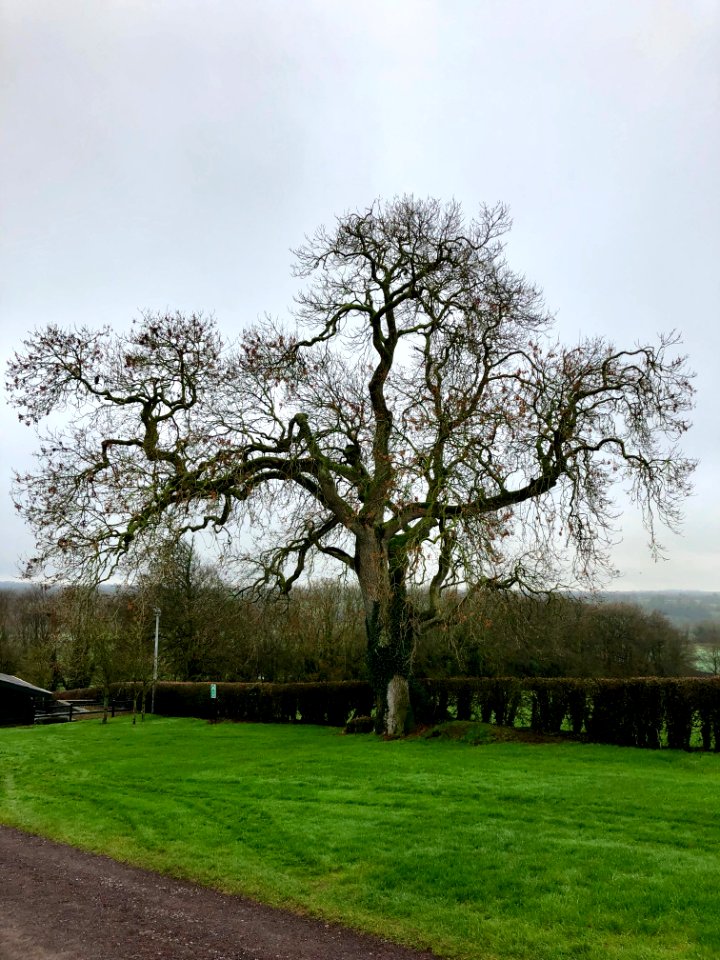 Old Tree, Newgrange, Donore, Éire 