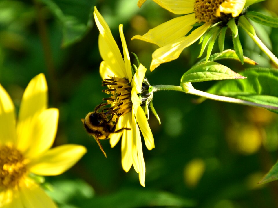 Close up nature flower