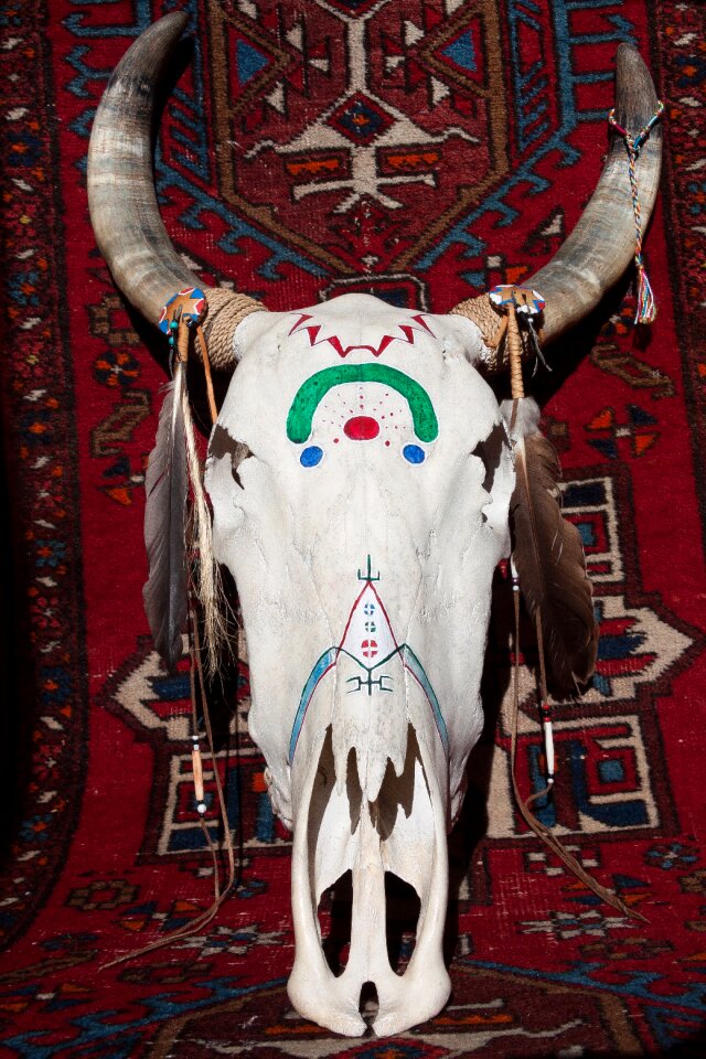 Horn bone cattle skull
