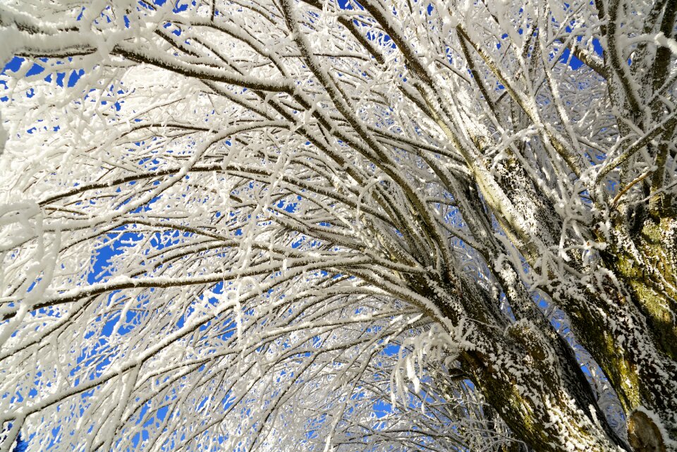 Iced crystal formation snowy