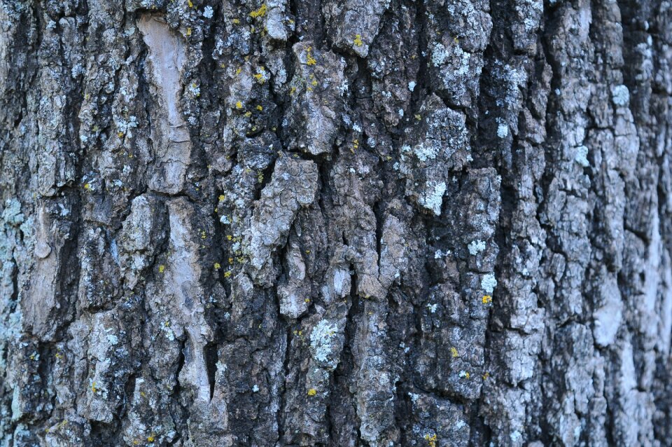 Texture bark tree trunk