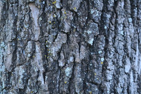Texture bark tree trunk photo
