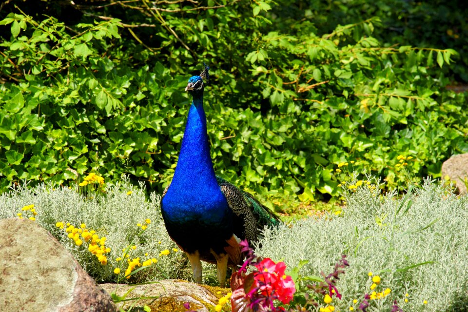 Gorgeous pride nature