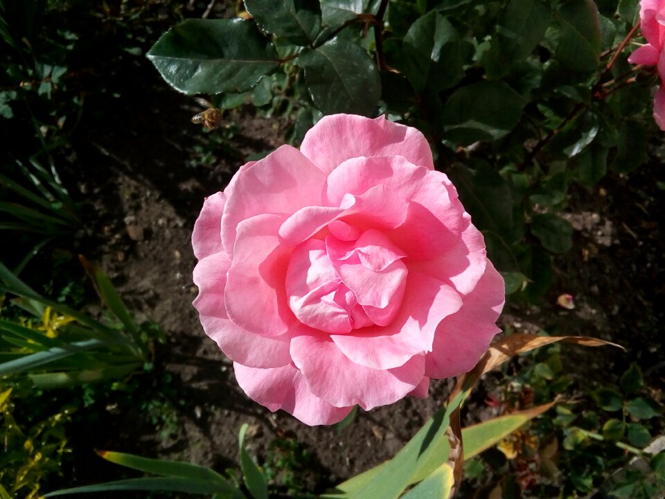 Color pink rose bush nature