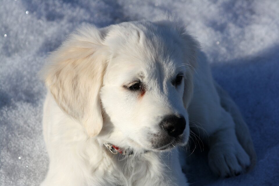 Dog young snow
