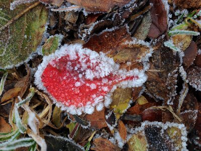 Red pattern earth