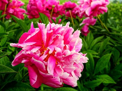 Bloom rose peony