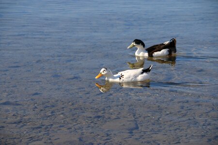 Animal peace nature photo