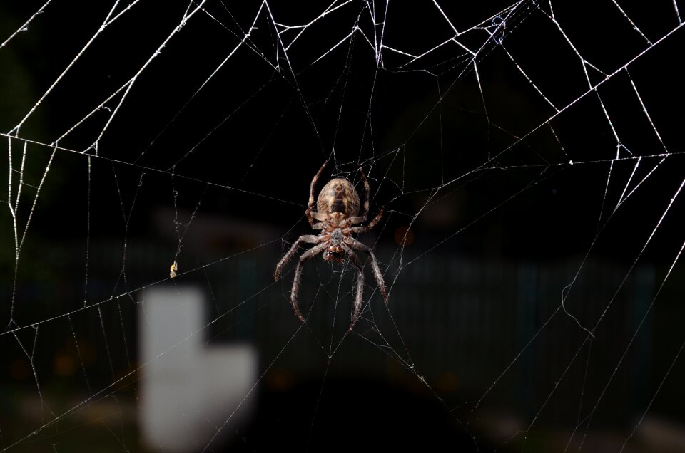 Spider insect cobweb