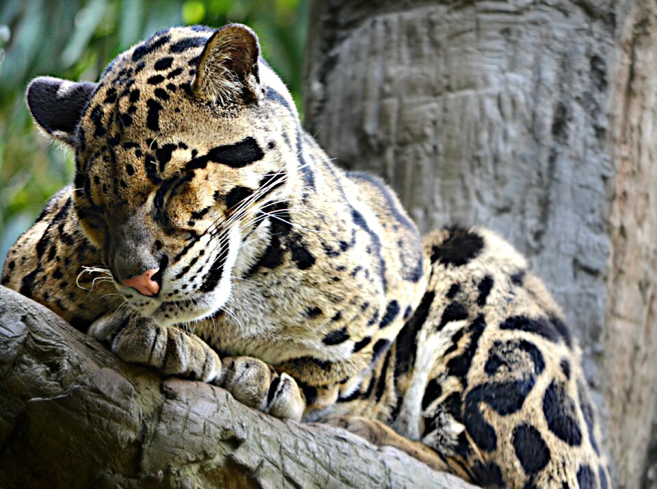 Nature wildlife hunter