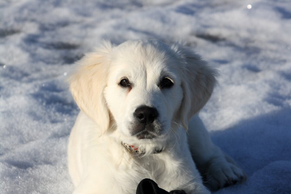 Young snow watching