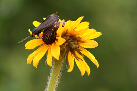 Macro insect picture