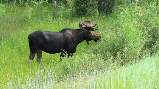 Usa deer-like alces