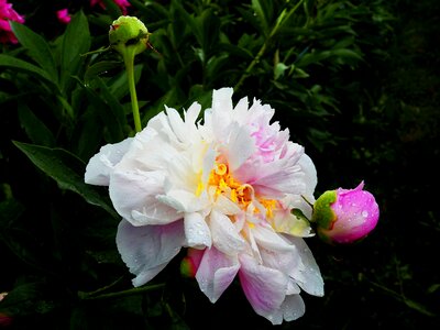 Bloom rose peony photo