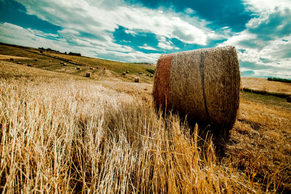 Nature landscape field