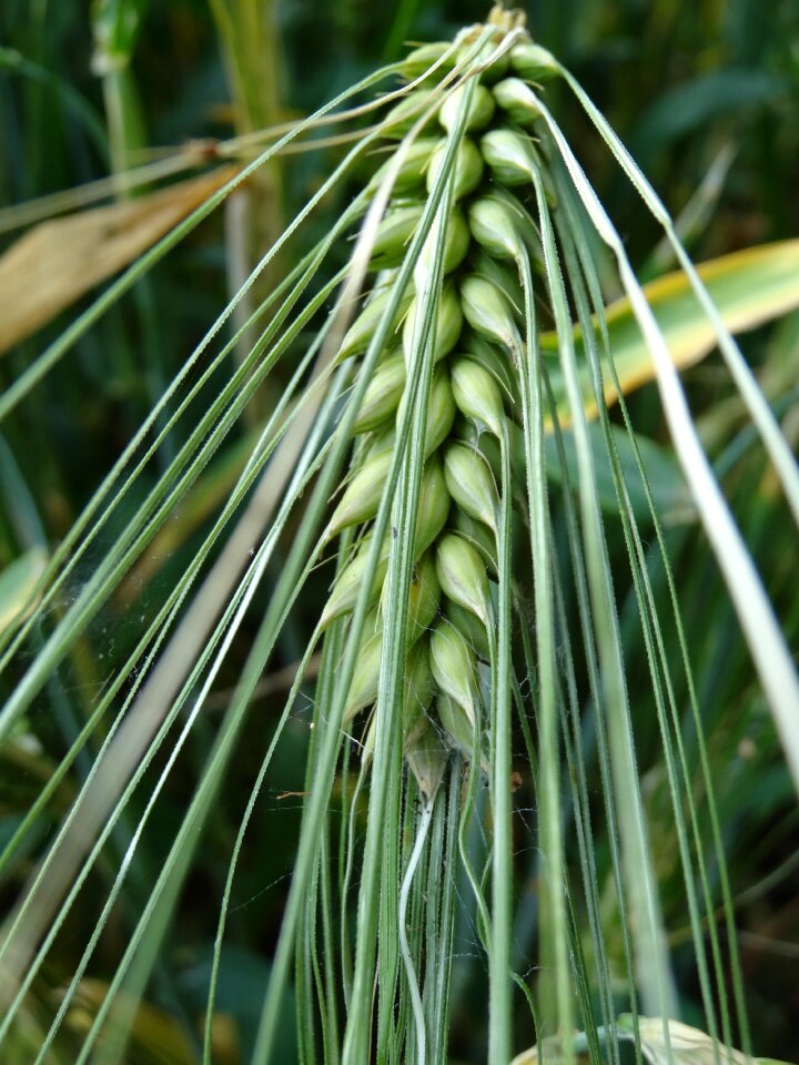 Close up food field crops