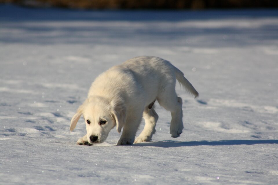 Sniffing young snow